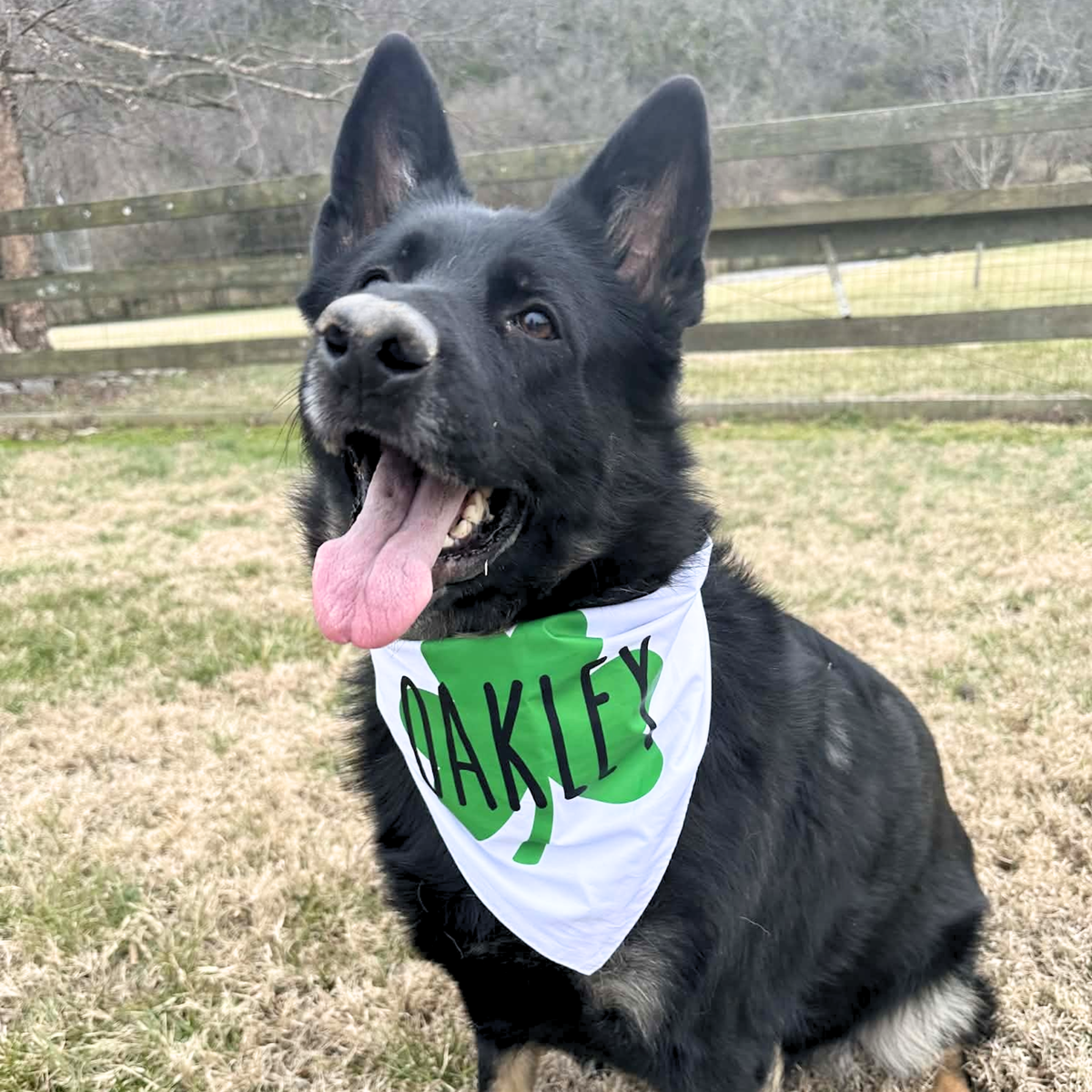 Shamrock Dog Bandana with Name